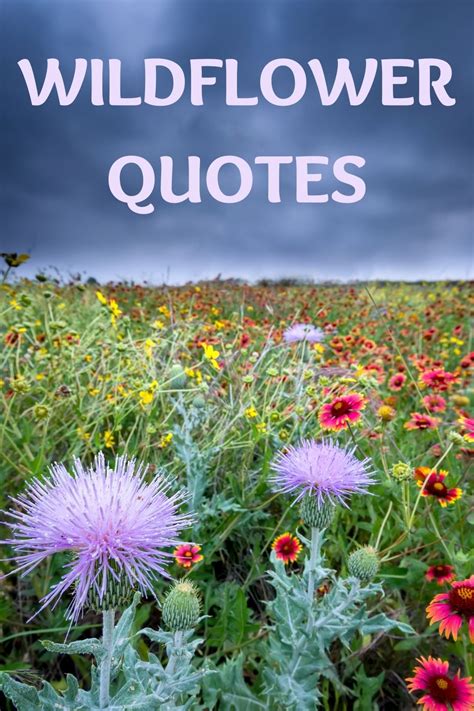 Wildflowers are strong, we could all learn a thing or two from them