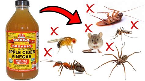 10 Easy Time Tested Ways To Get Rid Of Skin Tags Apple cider vinegar