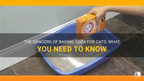 Is Baking Soda Safe for Cats? Animals HQ
