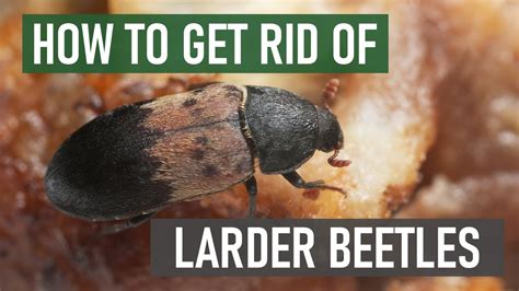 Larder beetles are of significant interest for many residents this