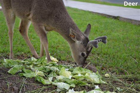 Hope that deer enjoyed the lettuce... gardening