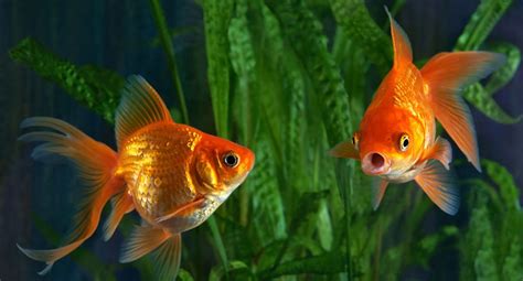 Updated Planted Anubias Goldfish Aquarium YouTube