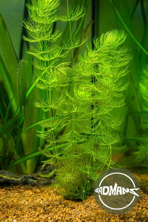 Hornwort (Ceratophyllum demersum) Plants for Ponds