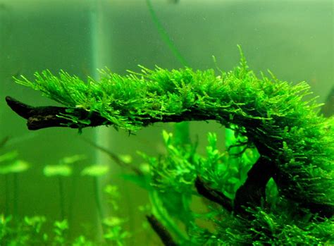 Java Moss Cup Your Fish Stuff