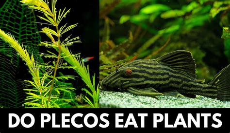 common pleco eating from surface YouTube