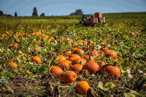 The Best Fertilizer for Growing Giant Pumpkins Hunker Giant pumpkin