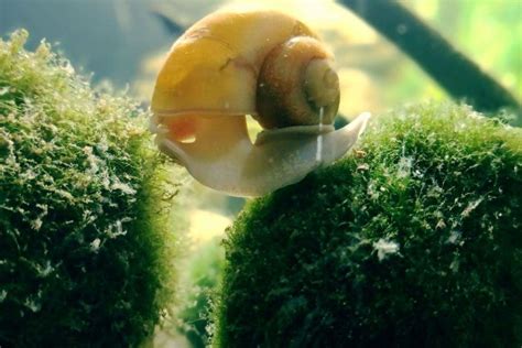 Snail Life with Marimo Moss Ball YouTube