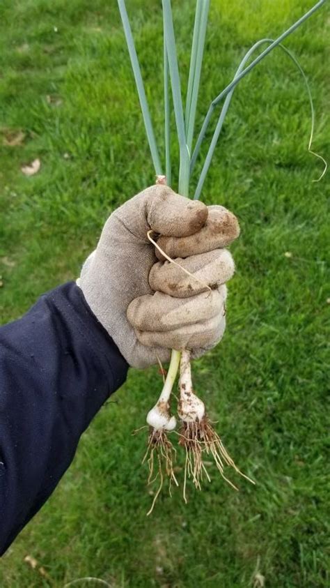 How to get rid of wild onions/garlic without damaging lawn, organically