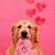 will you be my valentine dog