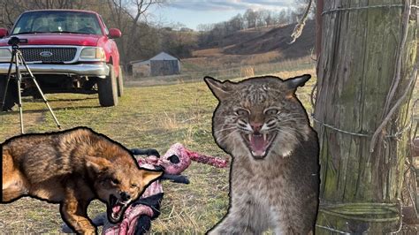 Will A Bobcat Kill A Calf