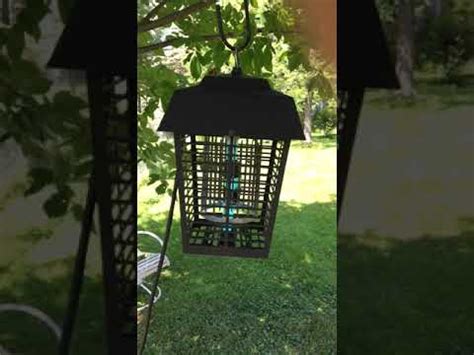 Will A Bug Zapper Kill Japanese Beetles
