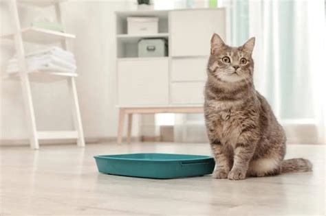 will a cat automatically use a litter box