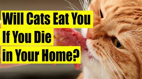 will a cat eat you if you die