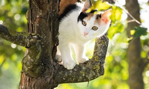 Will A Cat Eventually Come Down From A Tree