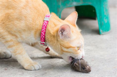 Will A Cat Stop Mice