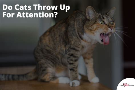 Will A Cat Throw Up For Attention