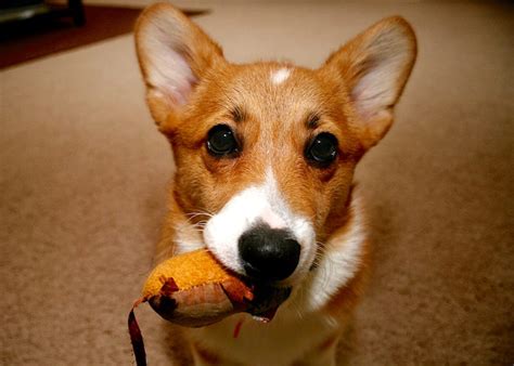 will a catnip toy hurt a dog