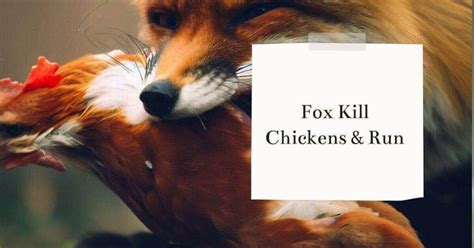 Will A Fox Kill Multiple Chickens