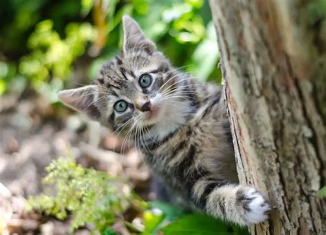 Will A Kitten Survive Outside