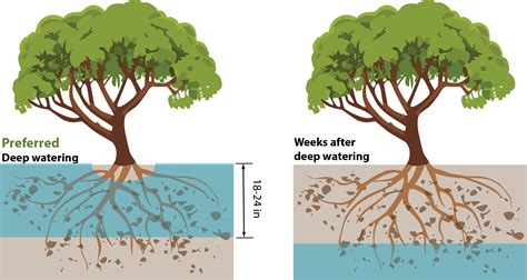 Will A Pine Tree Root In Water