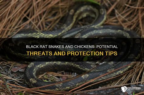 Will A Rat Snake Kill A Chicken