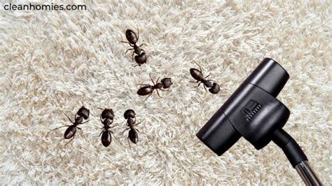 Will A Vacuum Cleaner Kill Ants