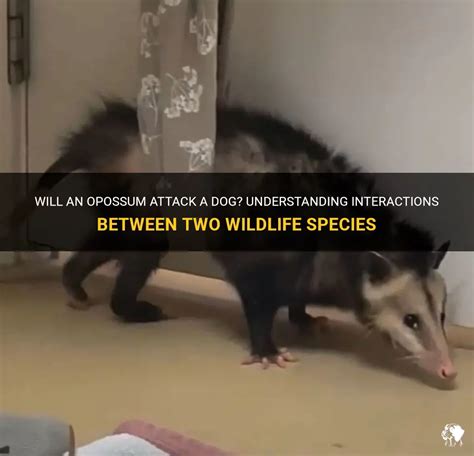 will an opossum attack a dog