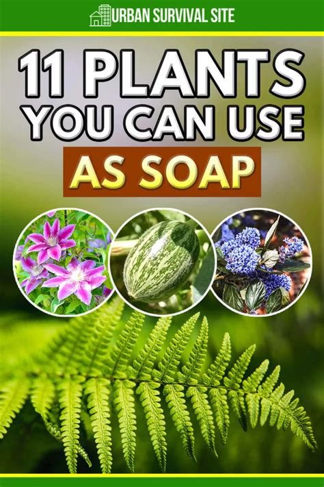 Will Antibacterial Soap Kill Plants