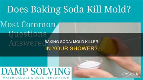 Will Baking Kill Mold