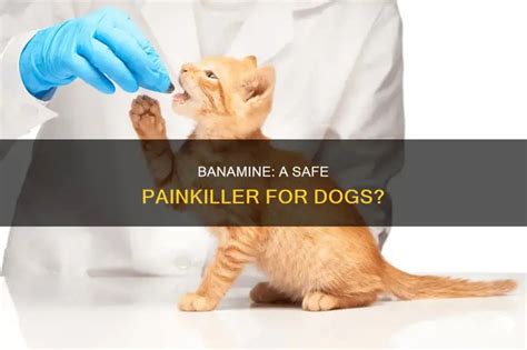 will banamine kill a dogs