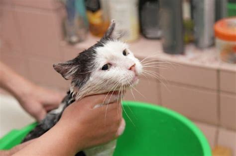 Will Bathing A Cat Help With Fleas