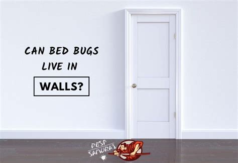 Will Bed Bugs Hide In Walls