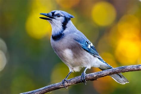 will blue jays attack other birds