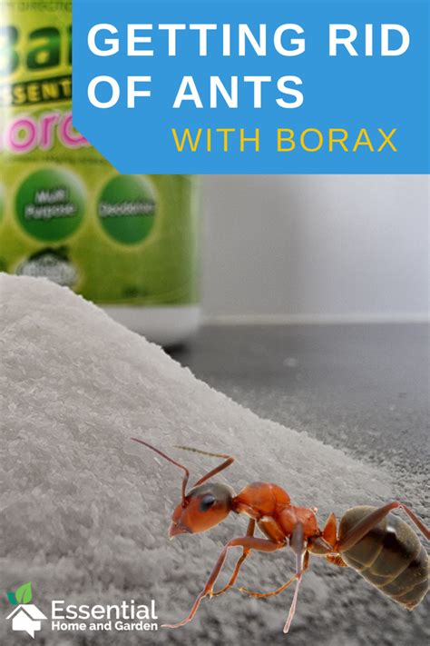 will borax get rid of ants