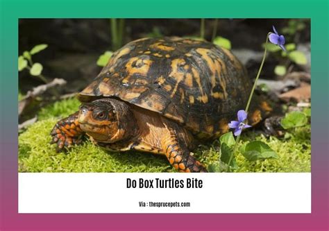will box turtles bite