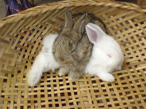 Will Bunnies Cuddle