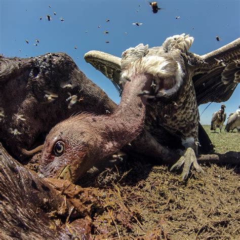 Will Buzzards Eat Dead Pigs