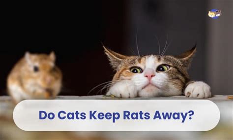 Will Cat Keep Rats Away