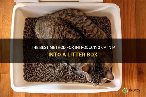 Will Catnip Attract Cat To Litter Box