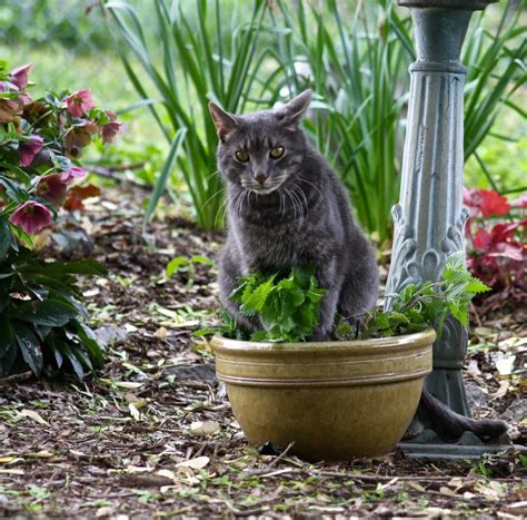 will catnip attract stray cats