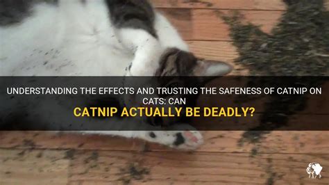 will catnip hurt a kitten