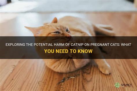 will catnip hurt a pregnant cat