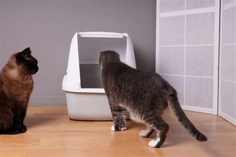 Will Cats Use Same Litter Box