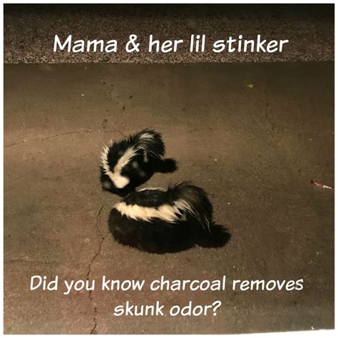 Will Charcoal Absorb Skunk Odor