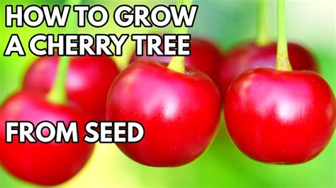 will cherry seeds grow a tree