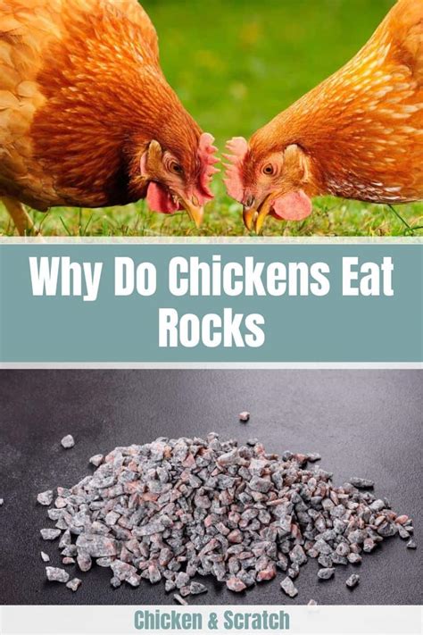 Will Chickens Eat Mud