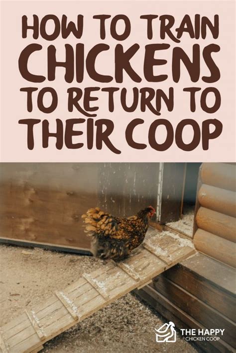 Will Chickens Return To Coop