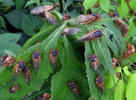 will cicadas be in ohio in 2024