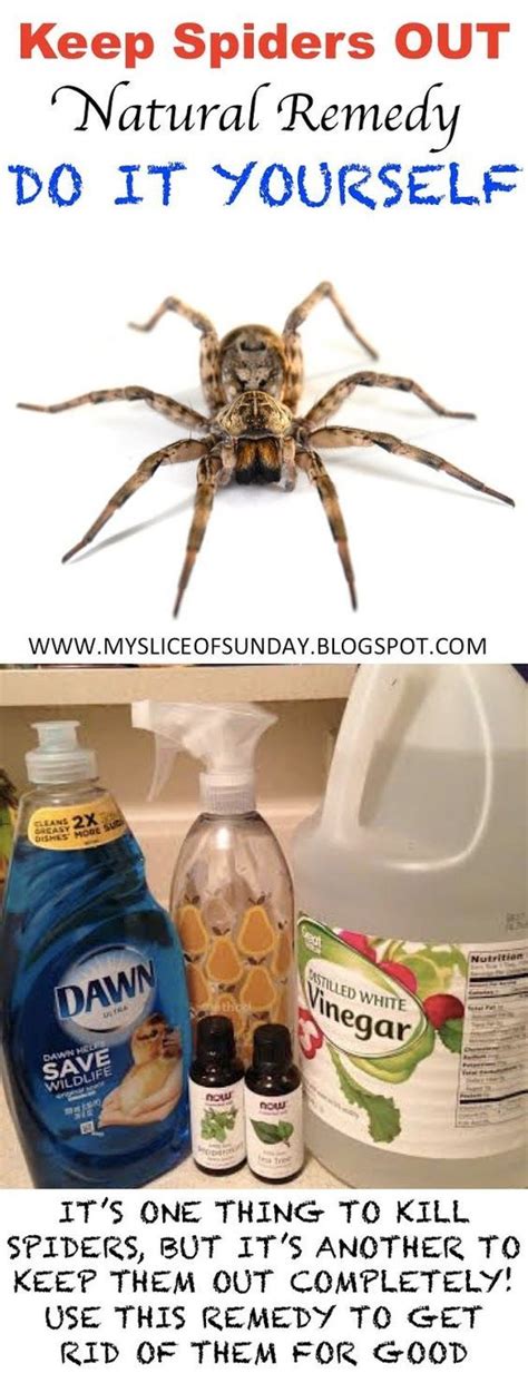 Will Cleaner Kill Spiders