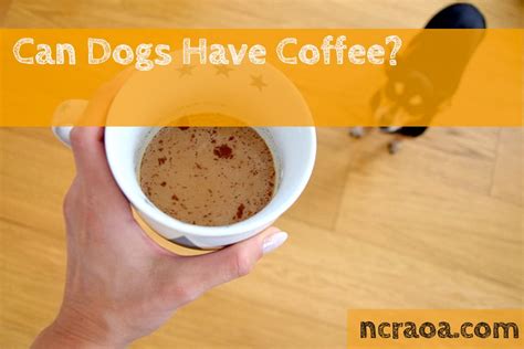 Will Coffee Hurt A Dog
